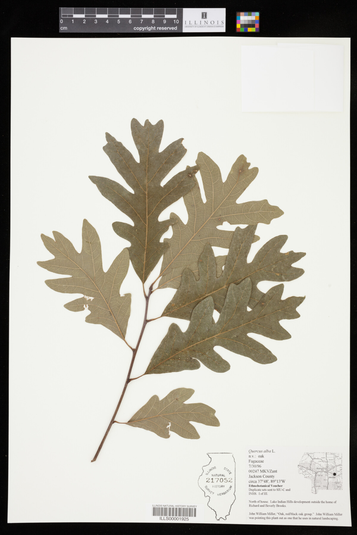Quercus alba image