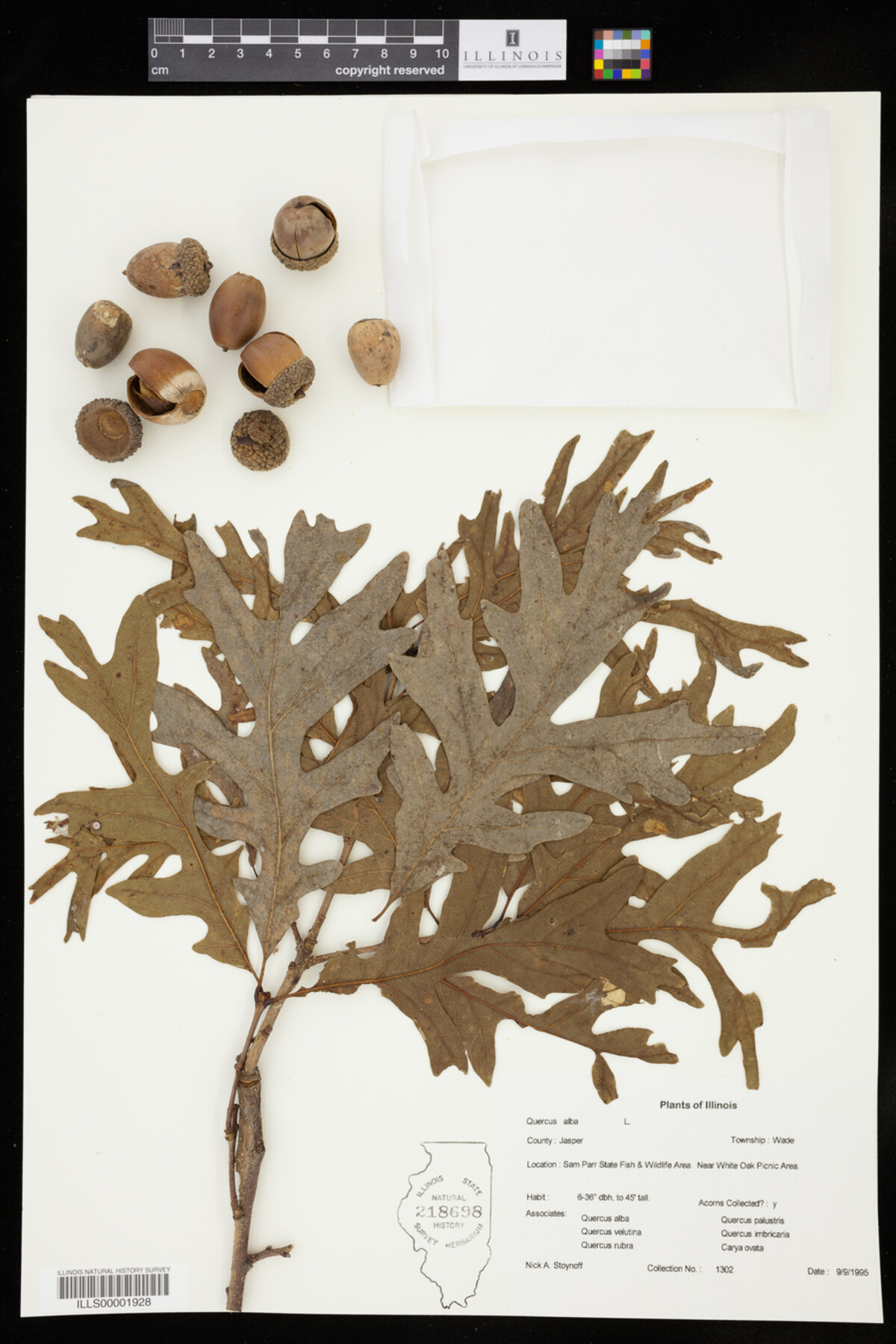 Quercus alba image