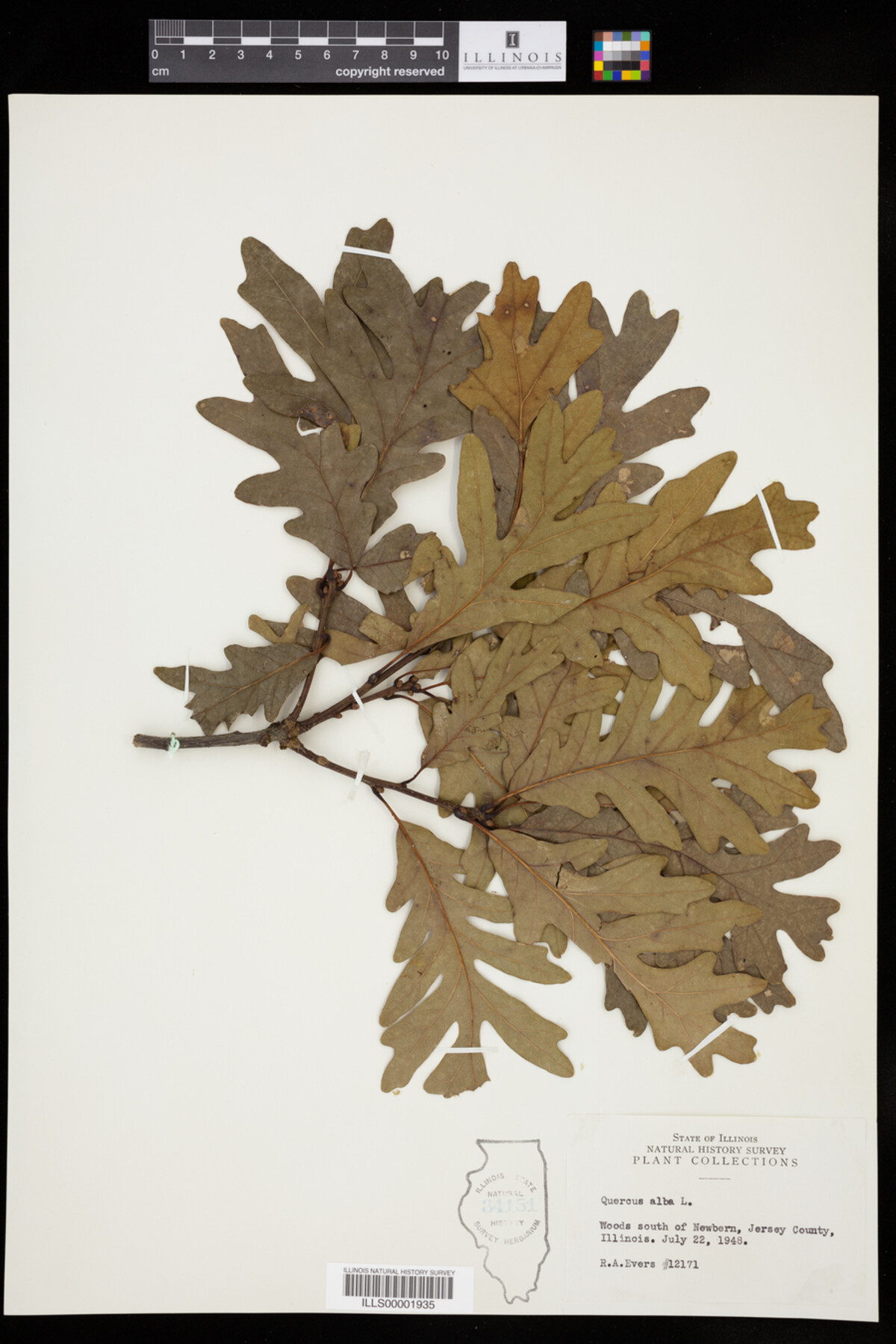 Quercus alba image