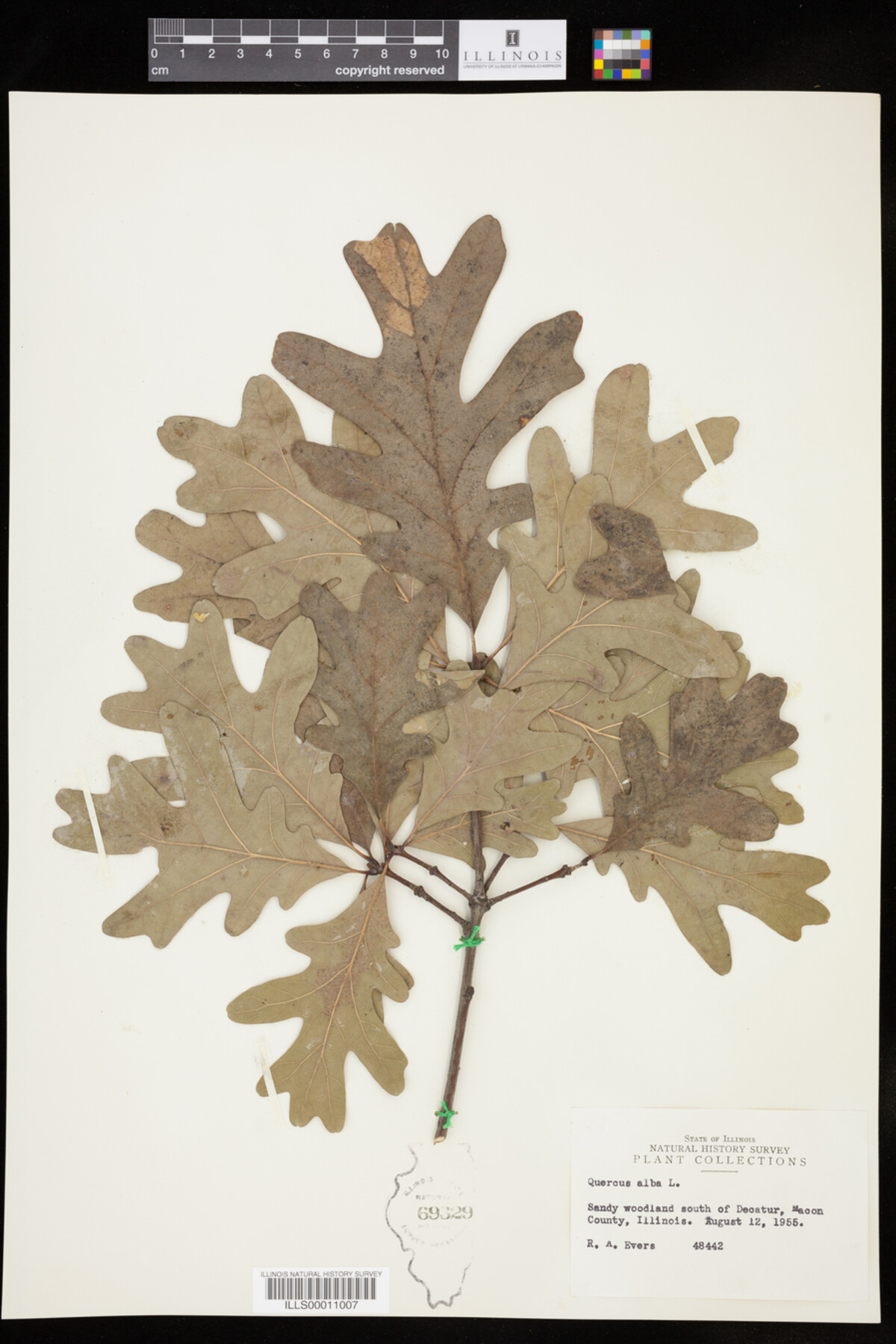 Quercus alba image