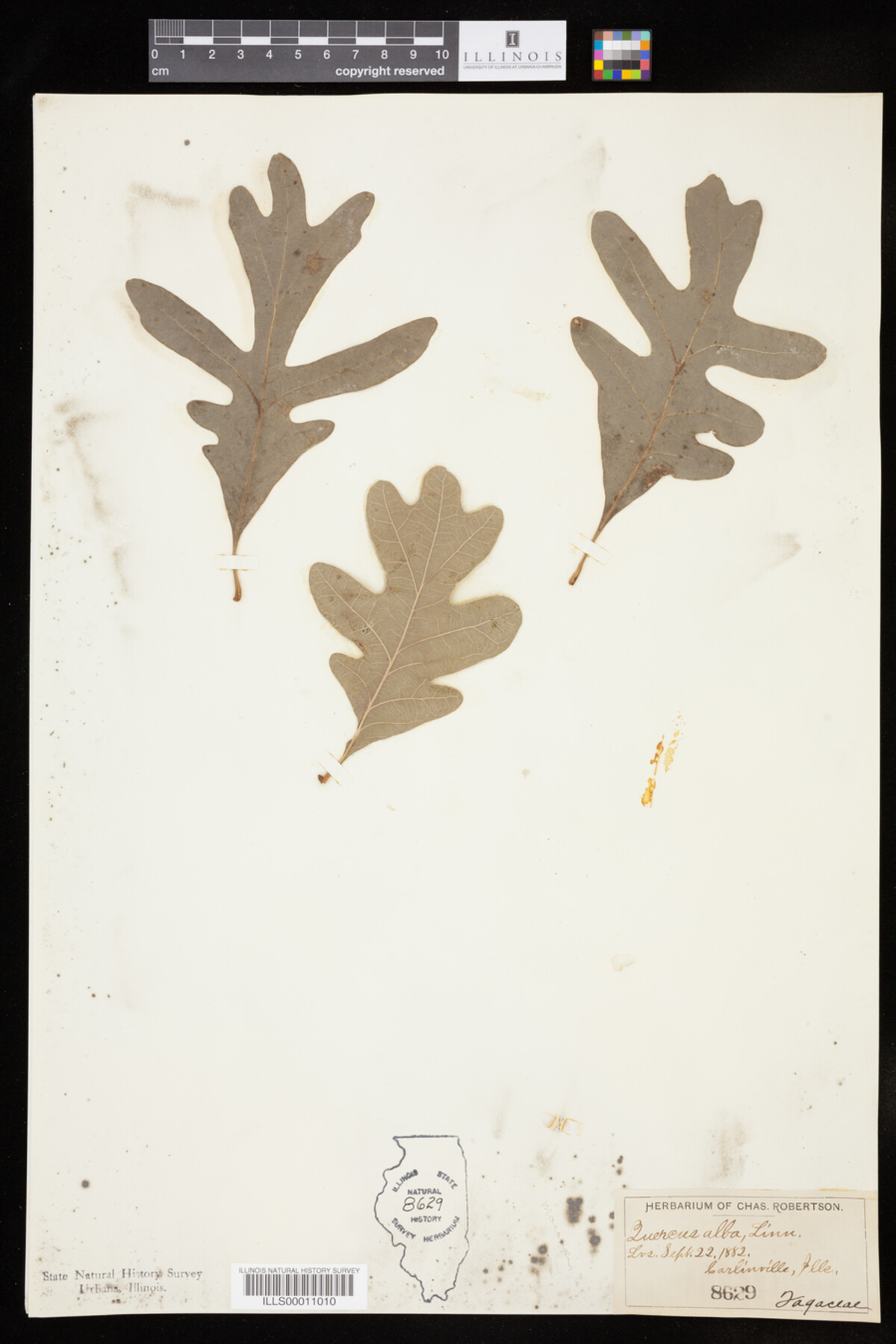 Quercus alba image