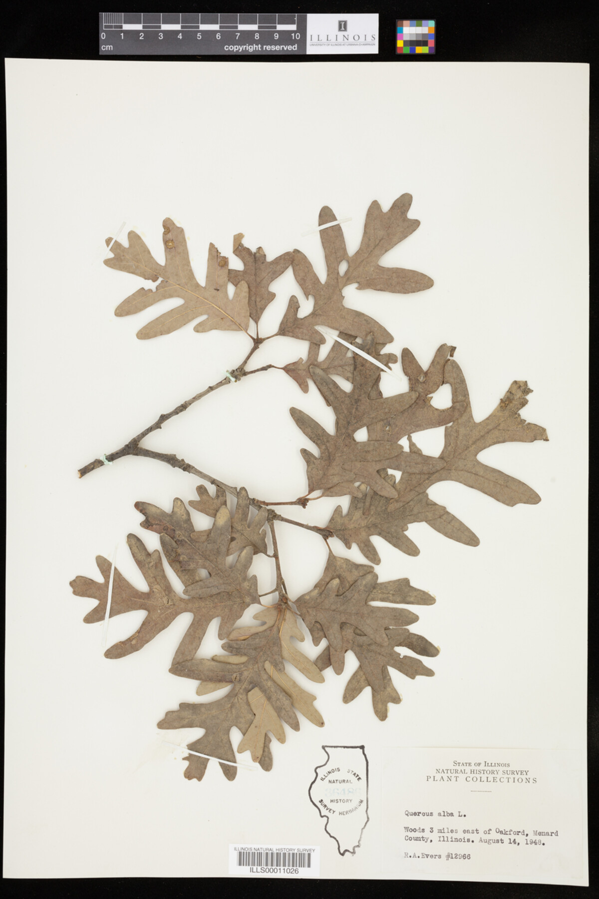Quercus alba image
