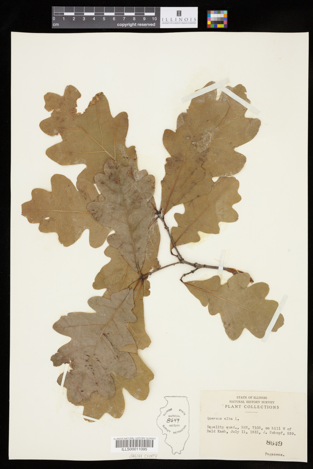 Quercus alba image