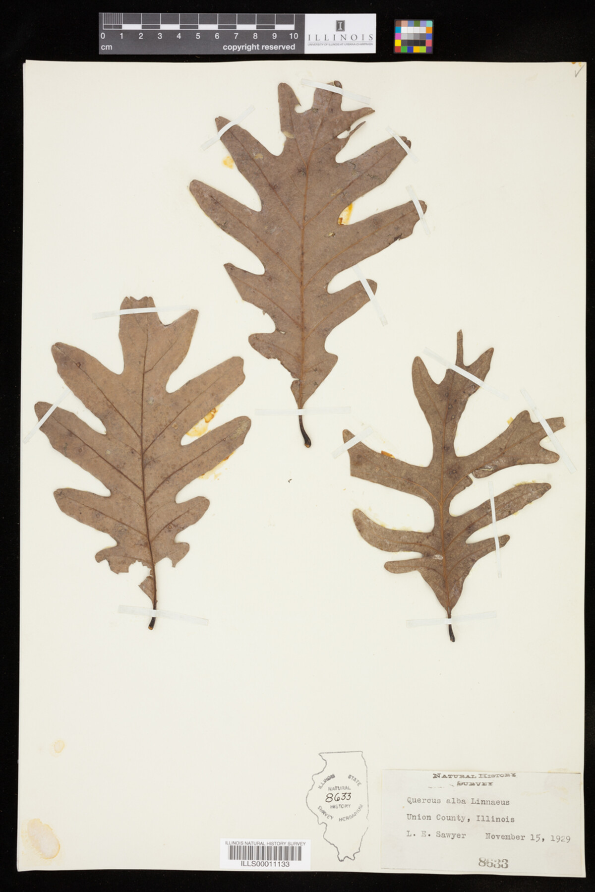 Quercus alba image