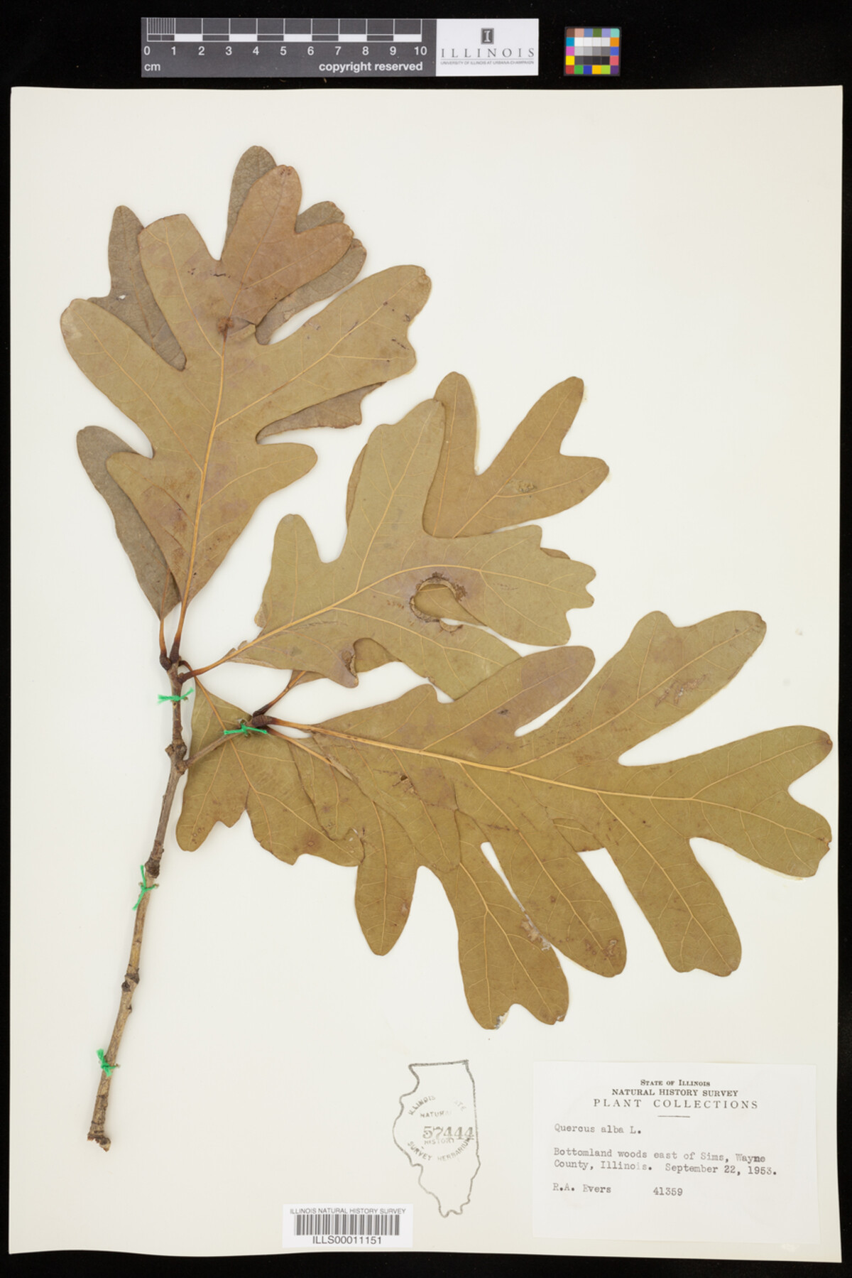 Quercus alba image