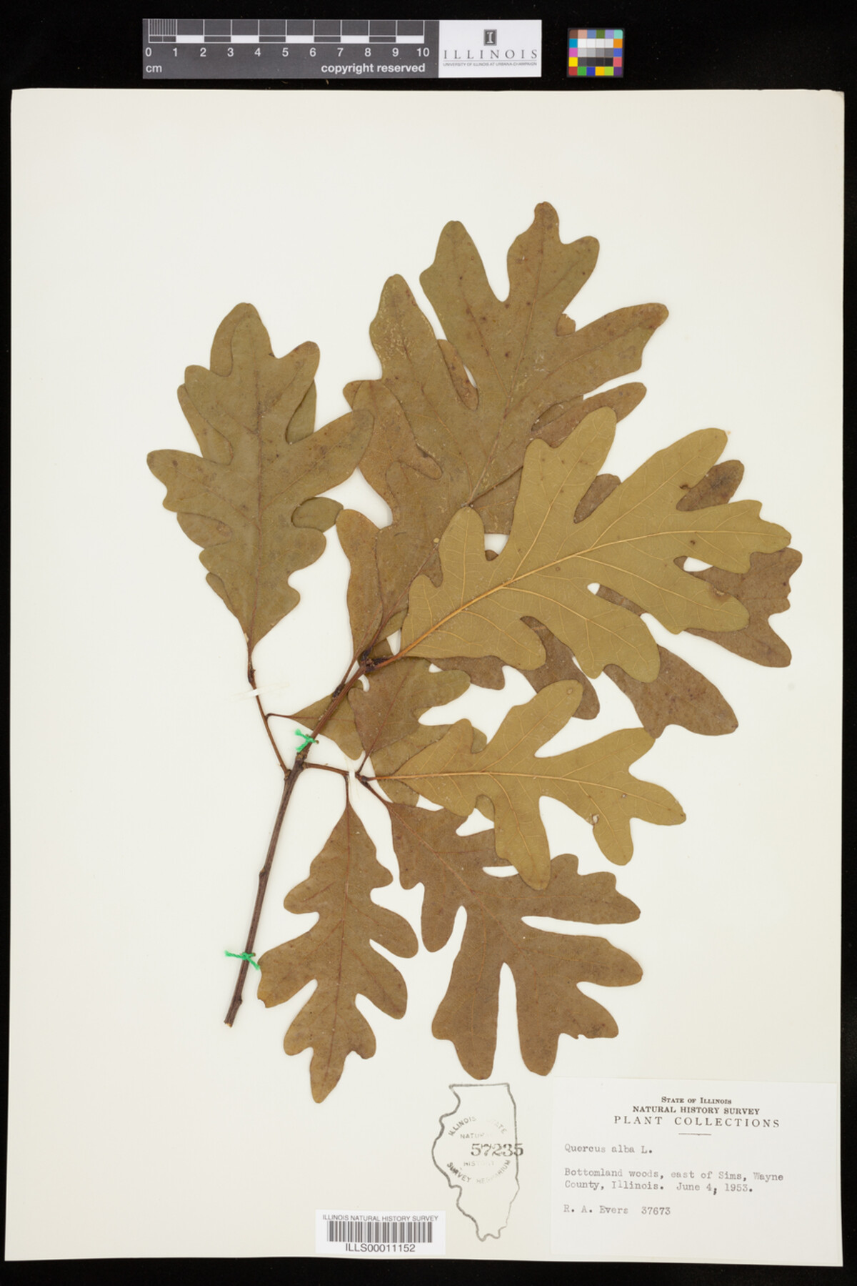 Quercus alba image