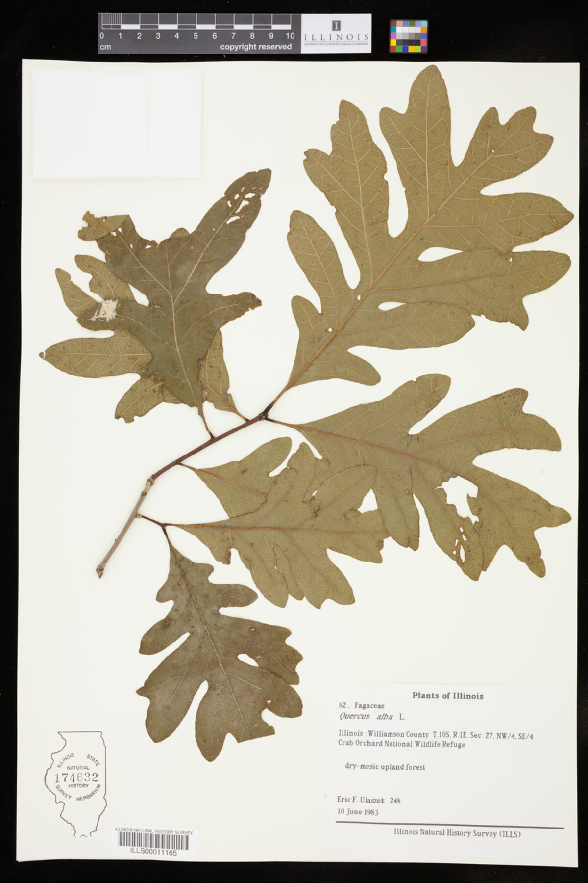 Quercus alba image