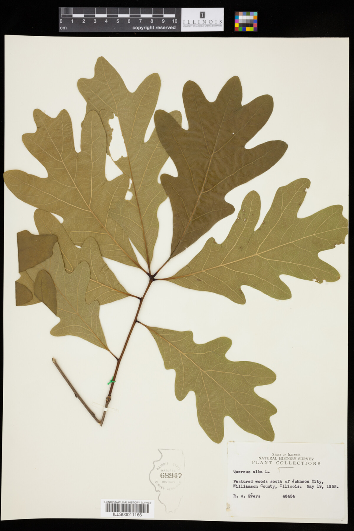 Quercus alba image