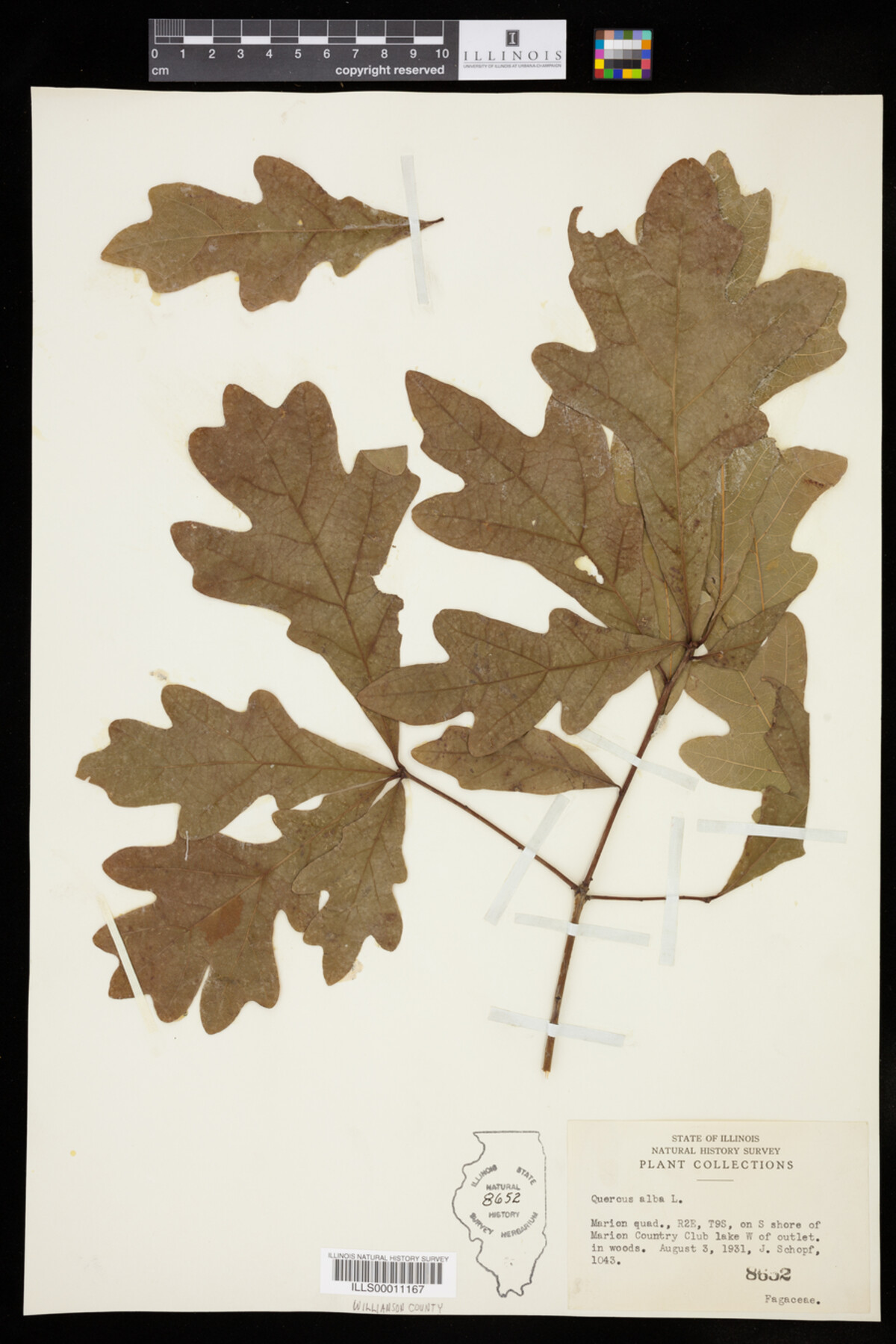 Quercus alba image