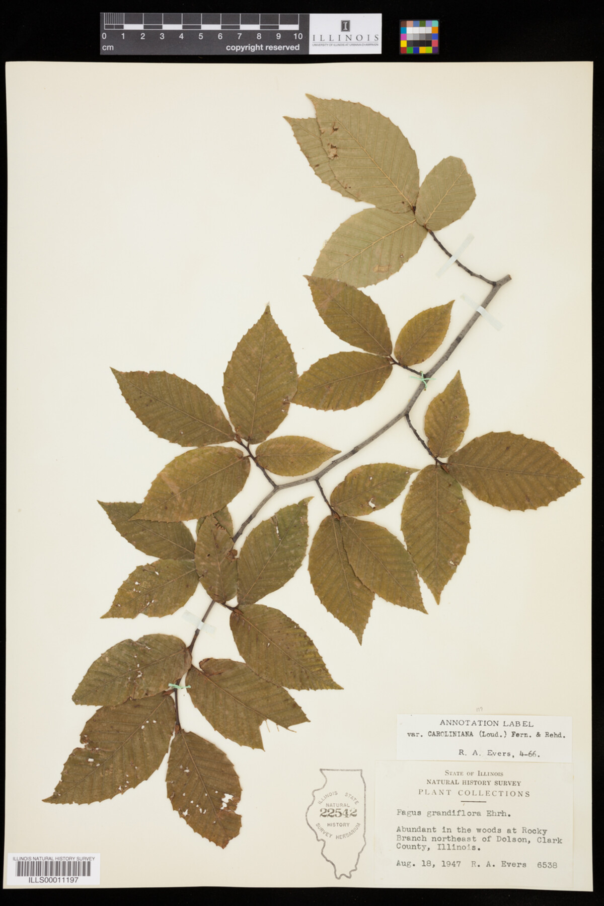 Fagus grandifolia image