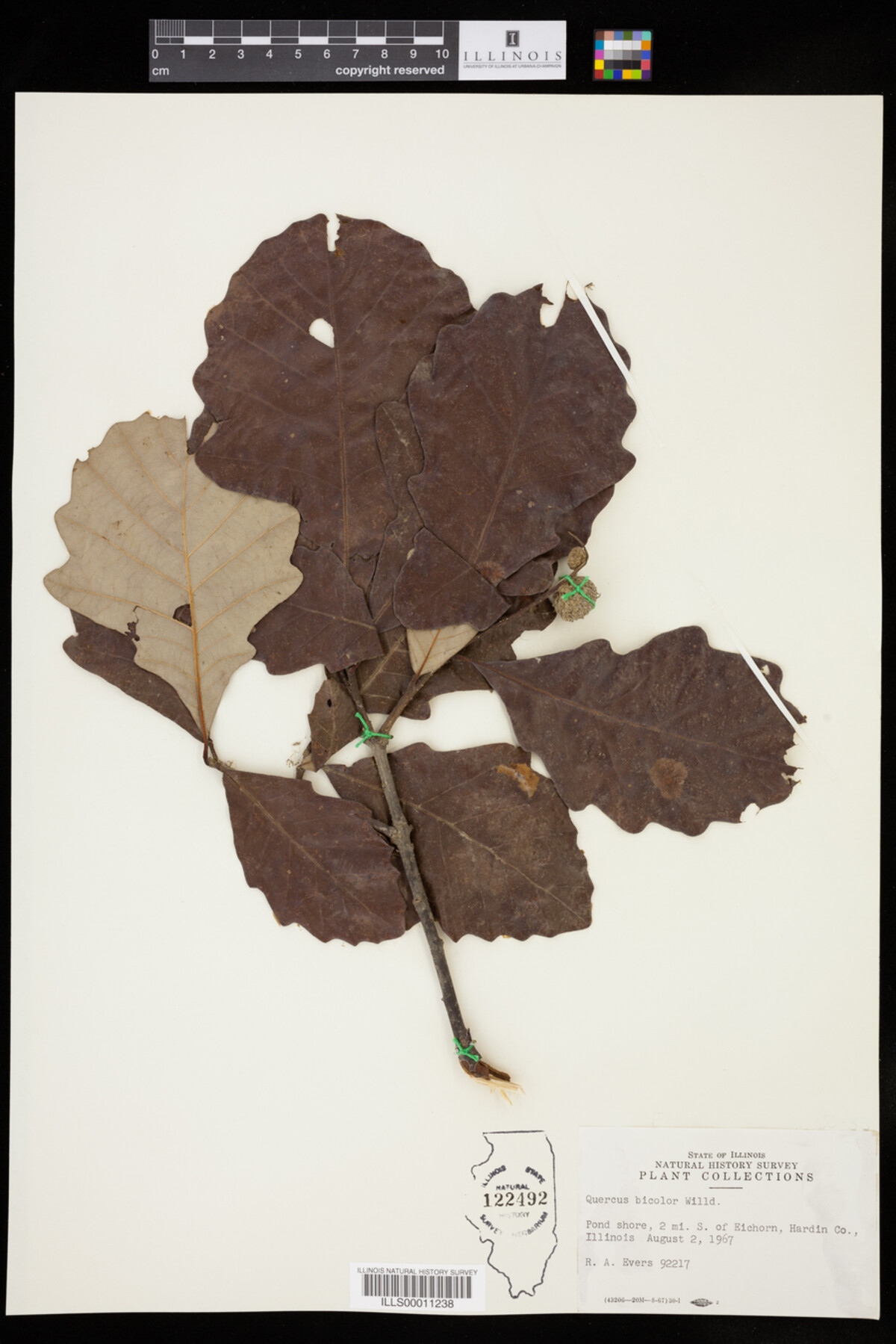 Quercus bicolor image