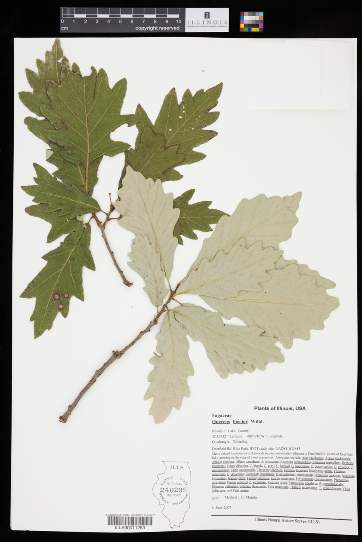 Quercus bicolor image