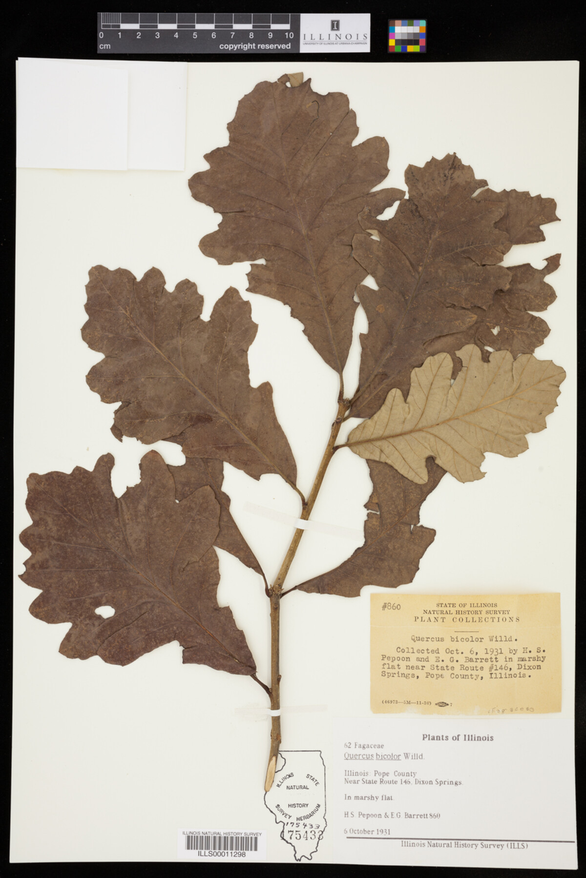 Quercus bicolor image