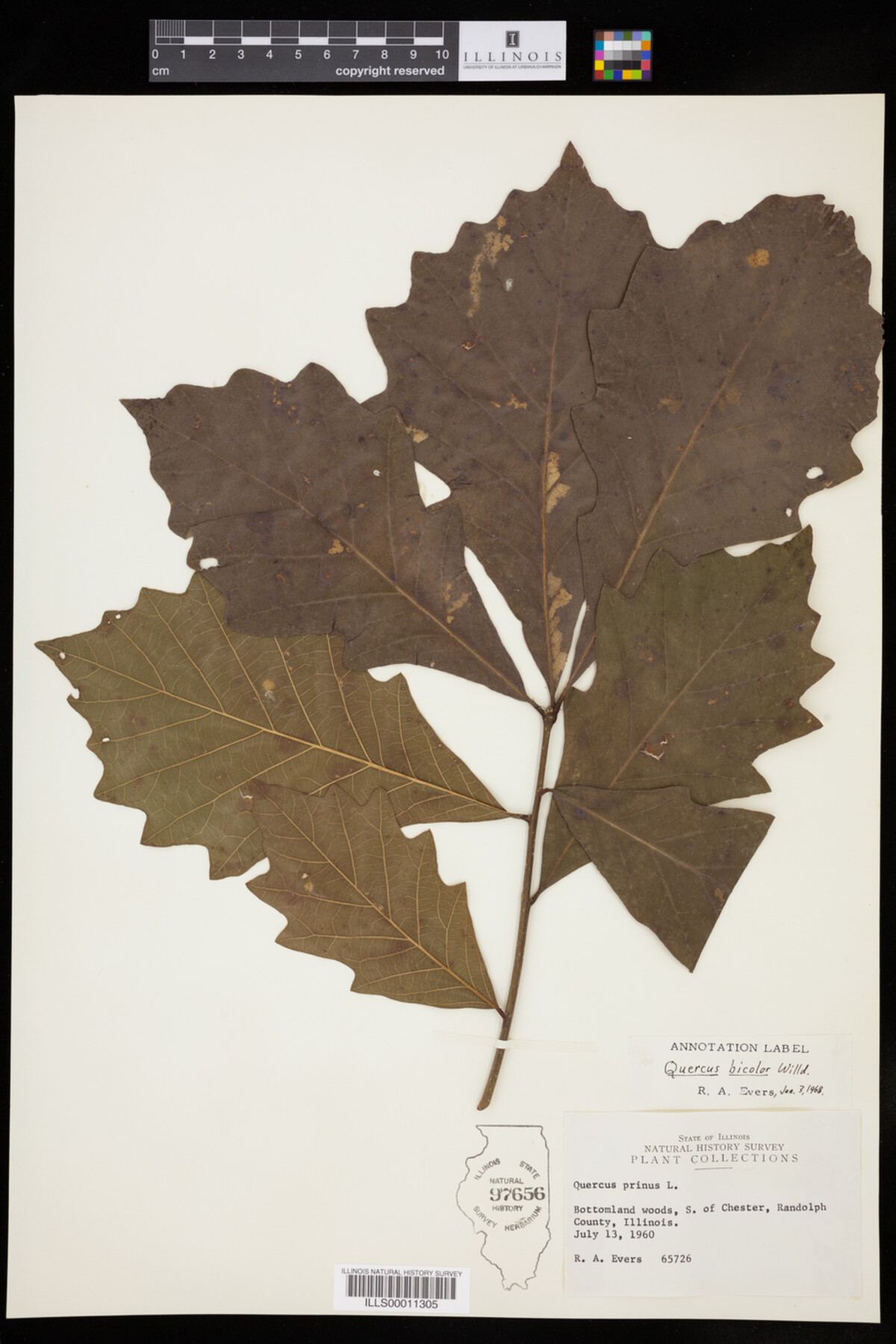 Quercus bicolor image