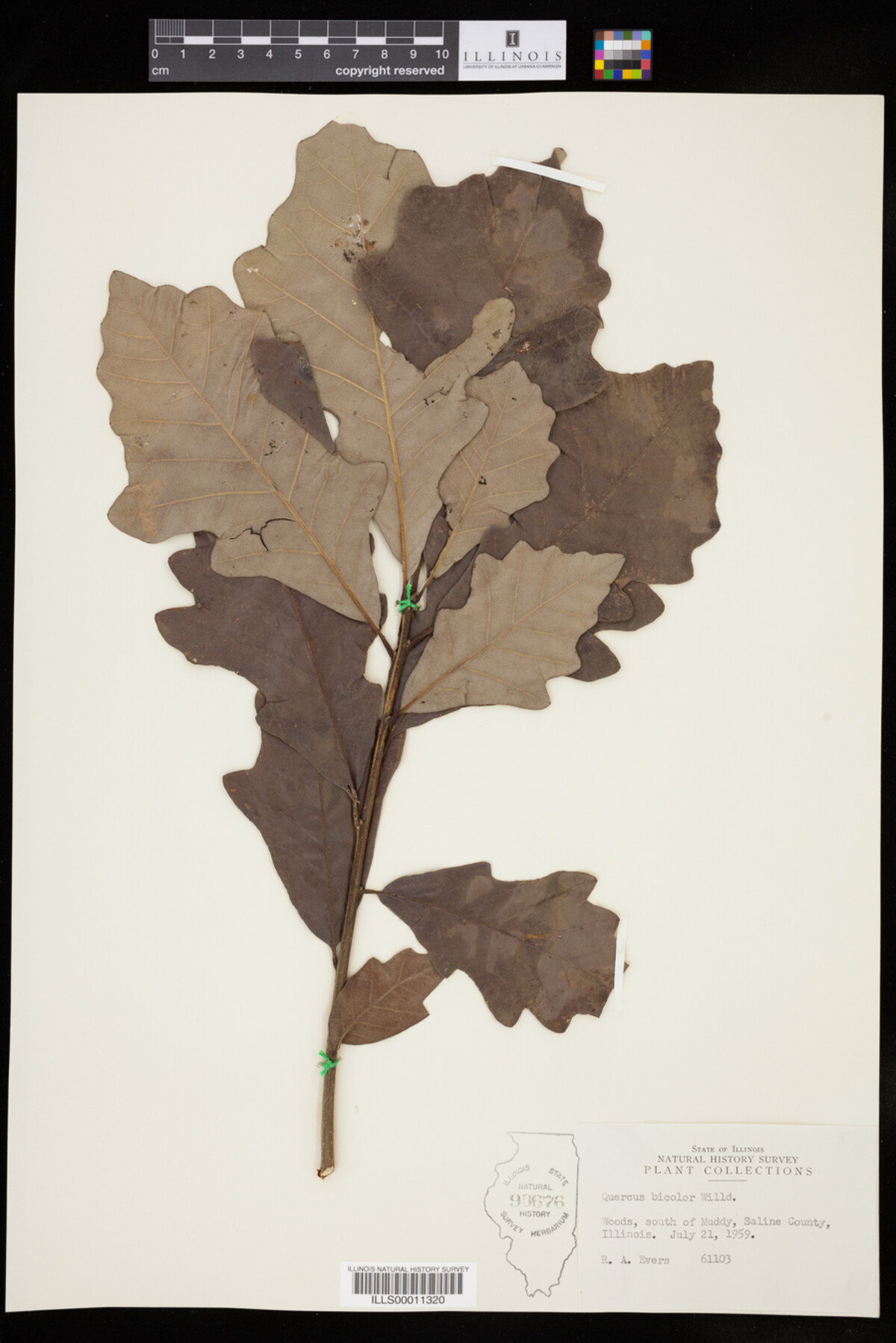 Quercus bicolor image