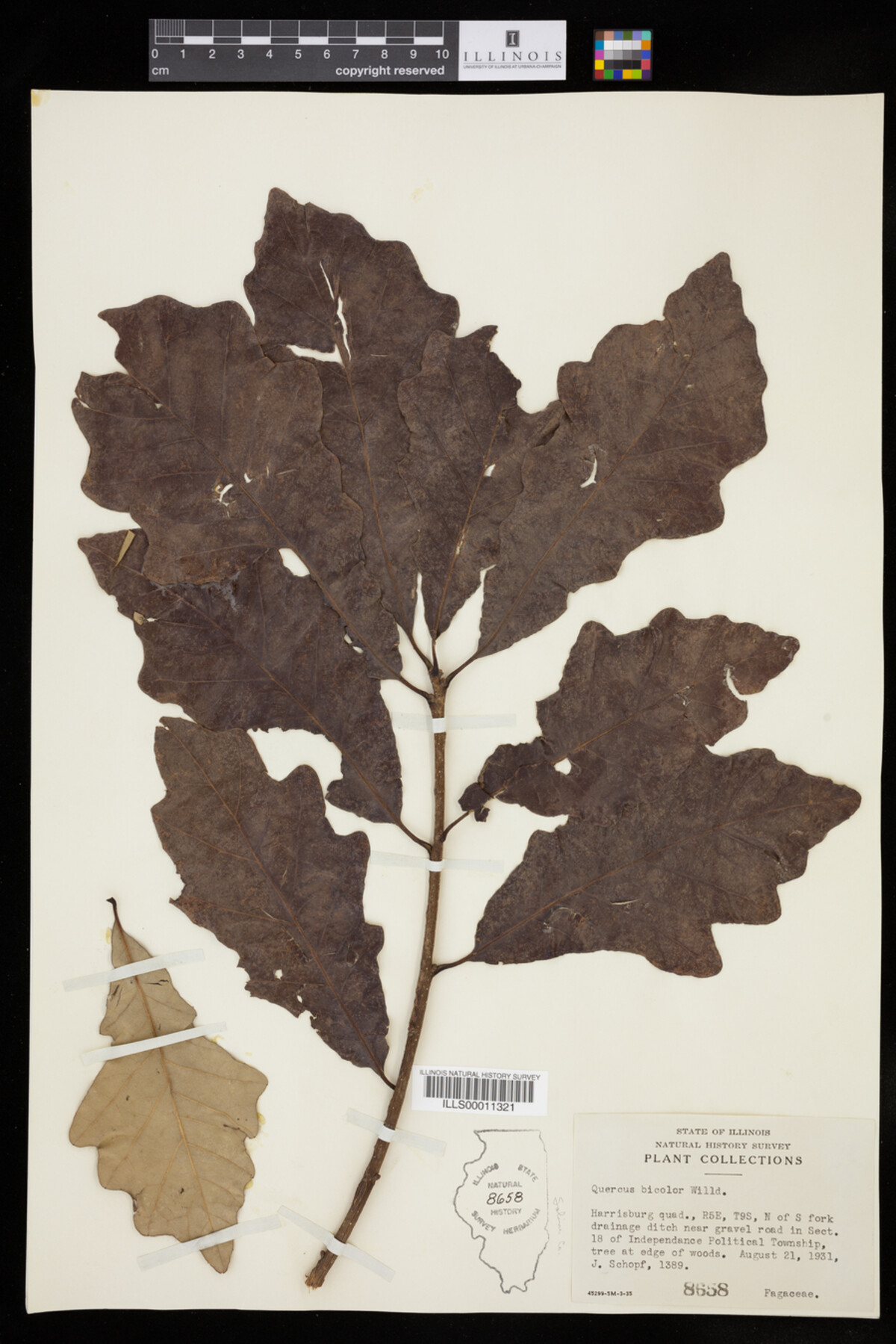 Quercus bicolor image