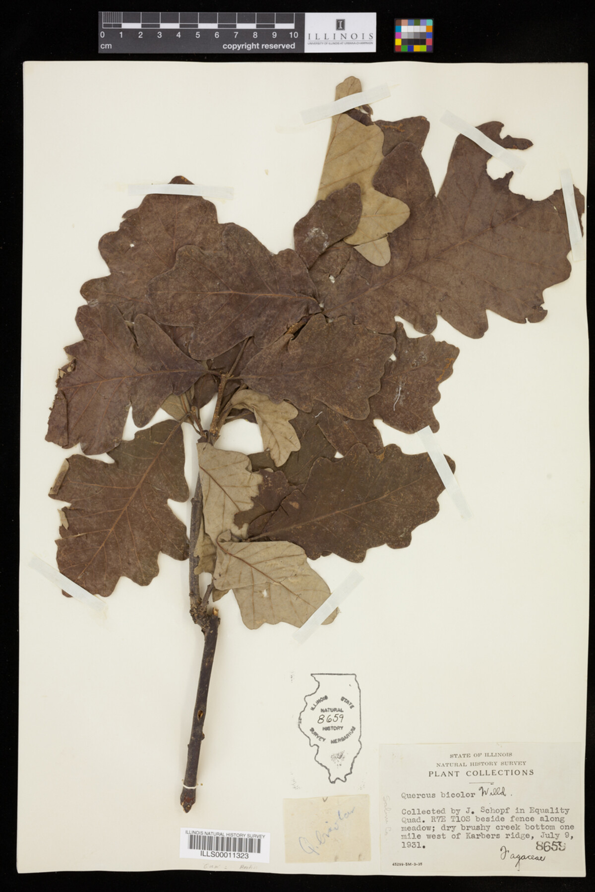 Quercus bicolor image