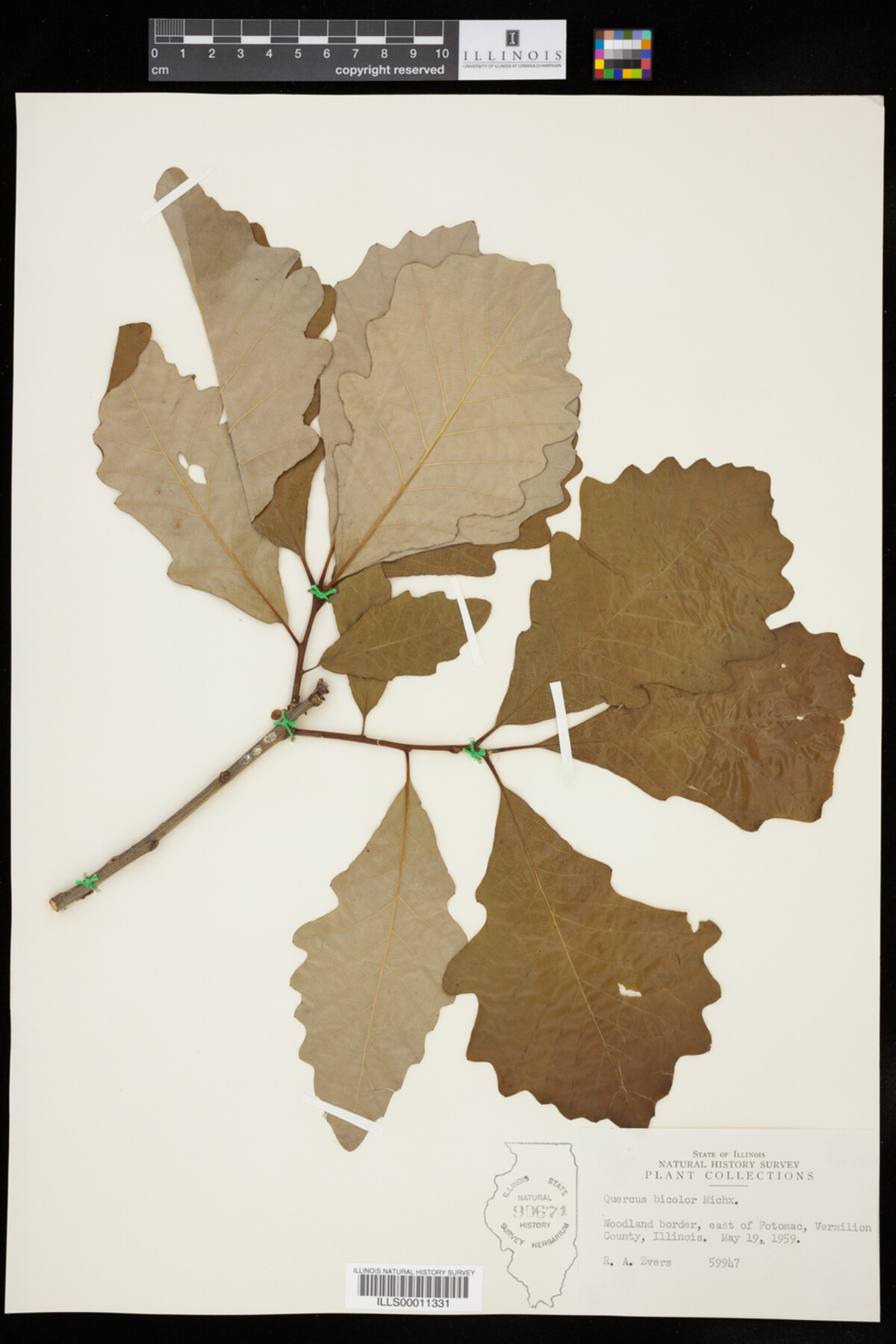 Quercus bicolor image