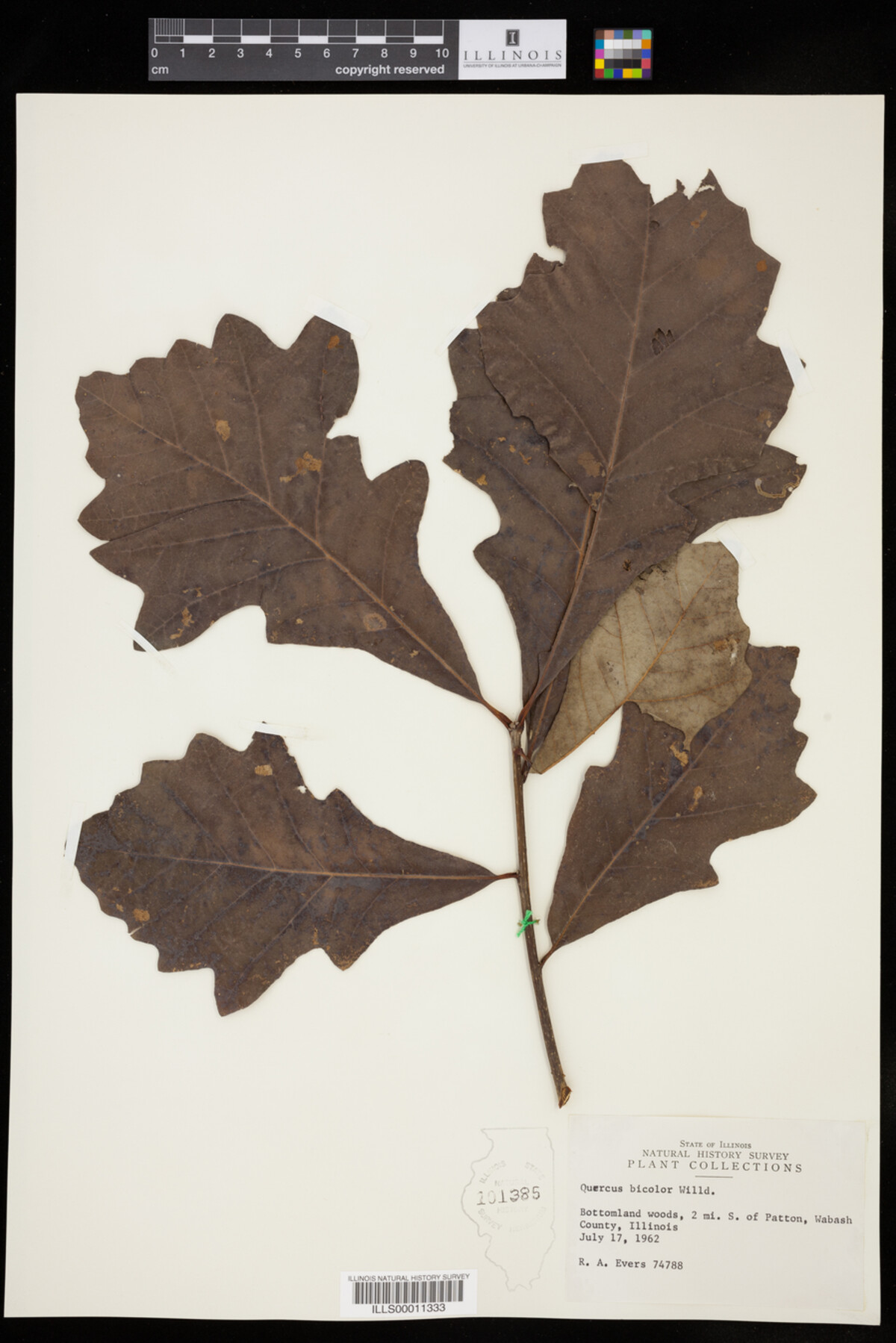 Quercus bicolor image