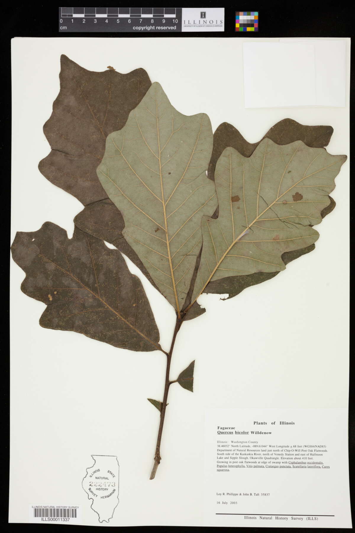 Quercus bicolor image