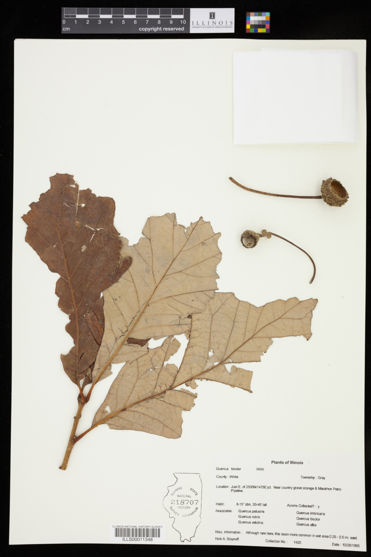 Quercus bicolor image