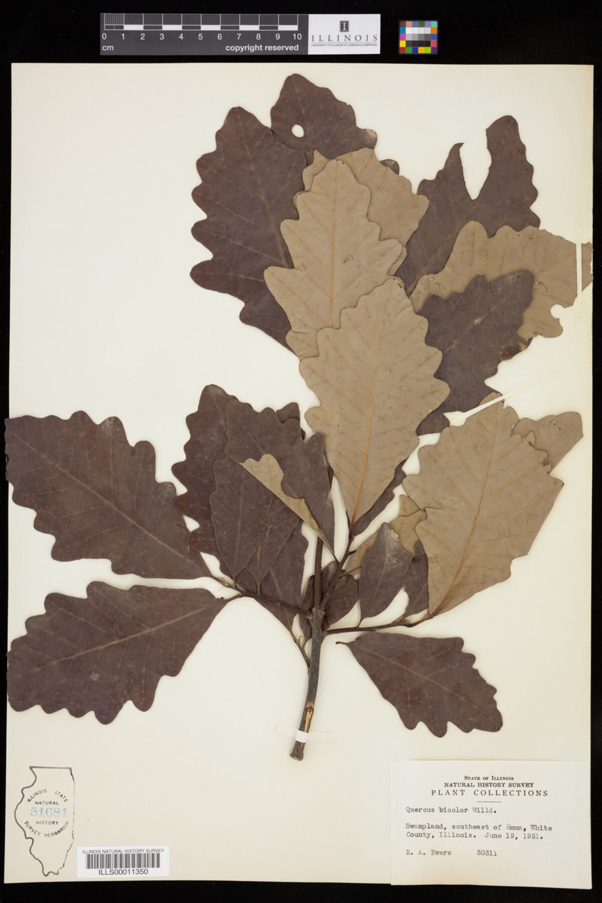 Quercus bicolor image