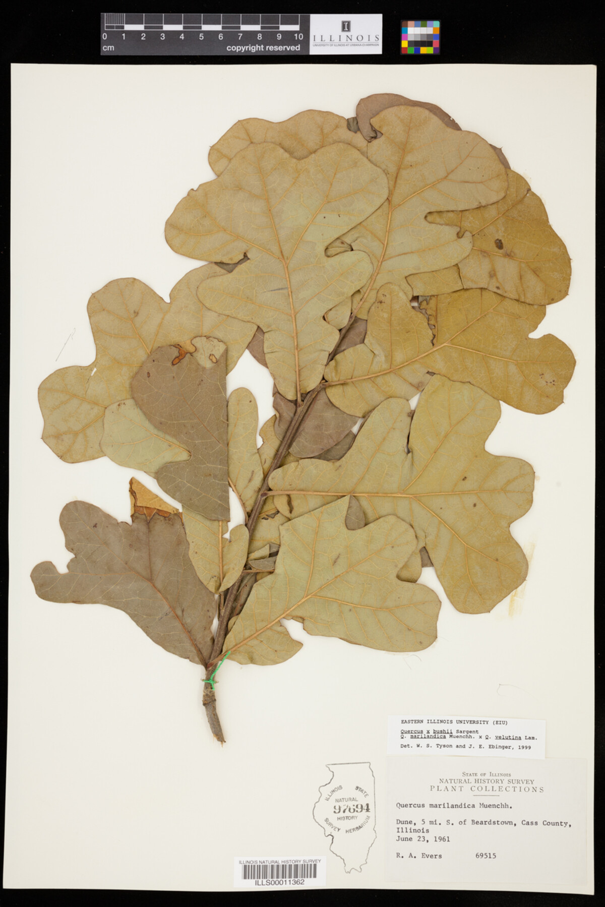 Quercus X bushii image