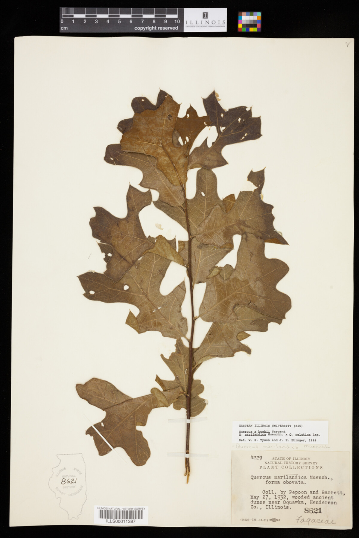 Quercus X bushii image