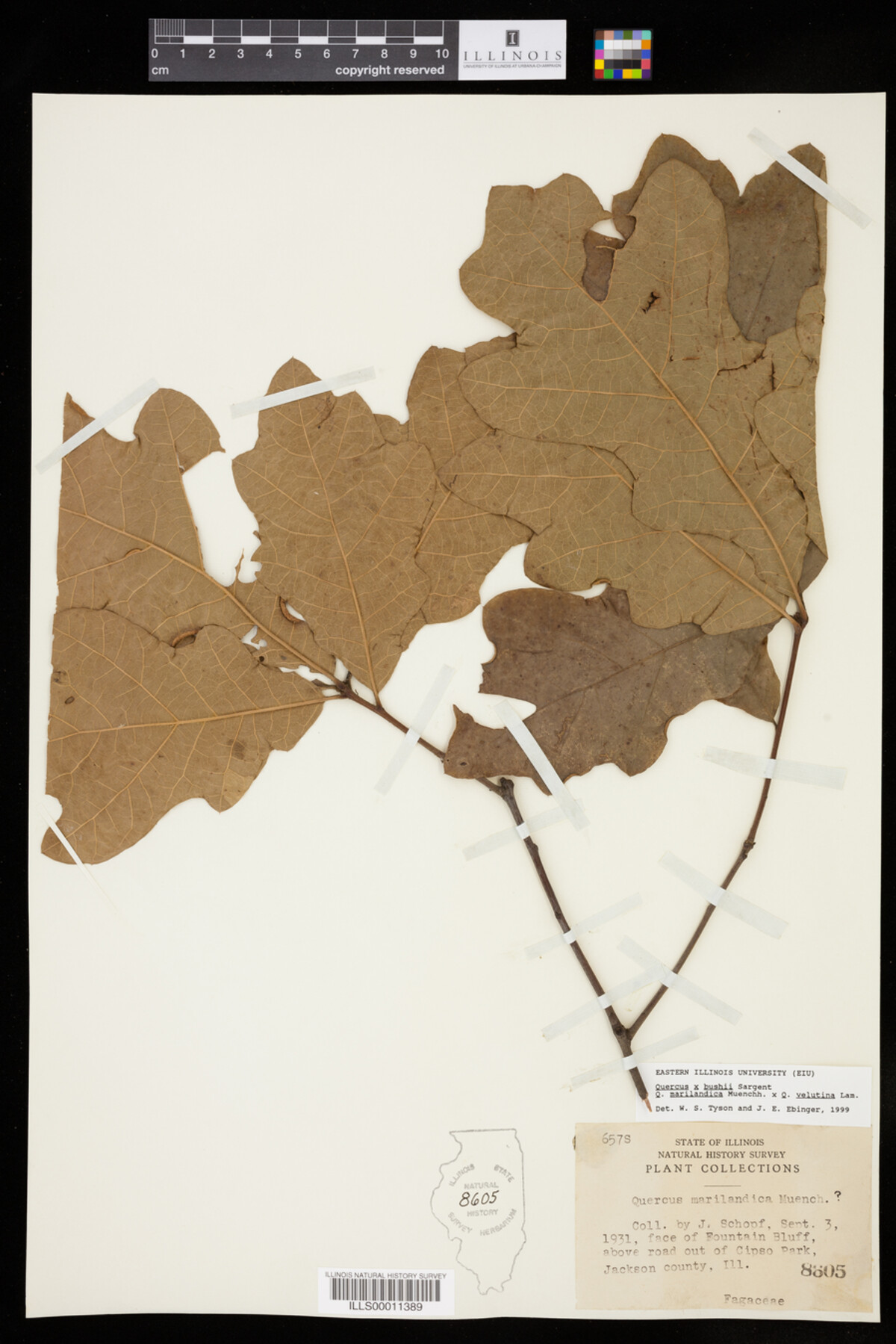 Quercus X bushii image