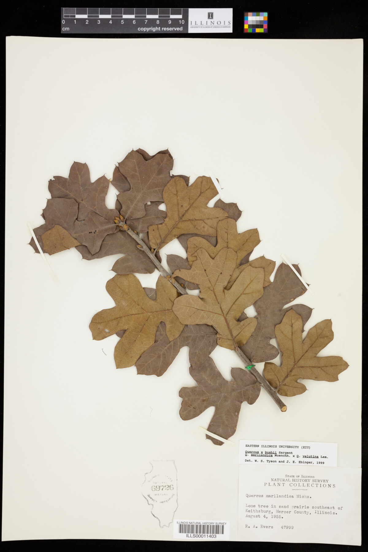 Quercus X bushii image
