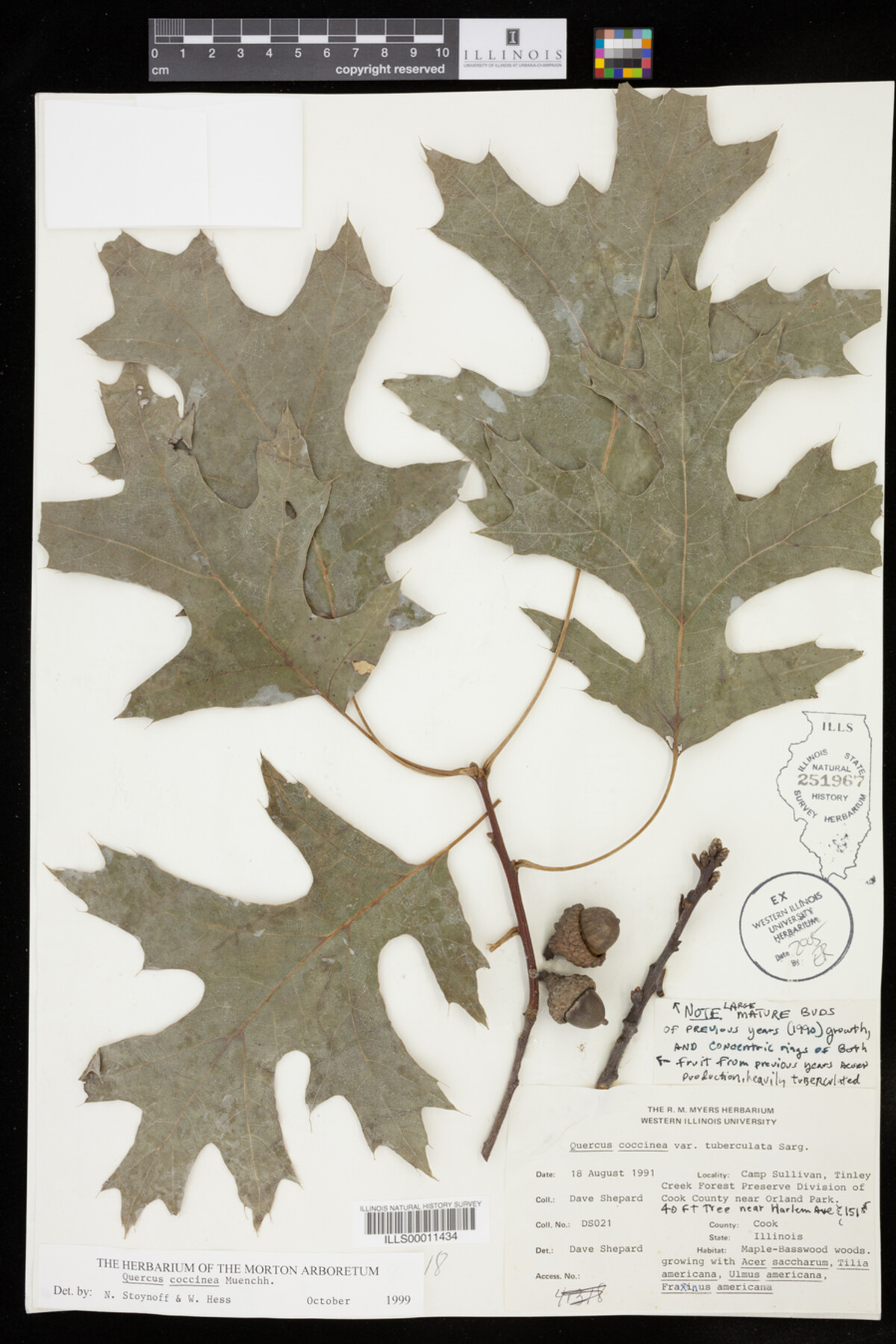 Quercus coccinea image