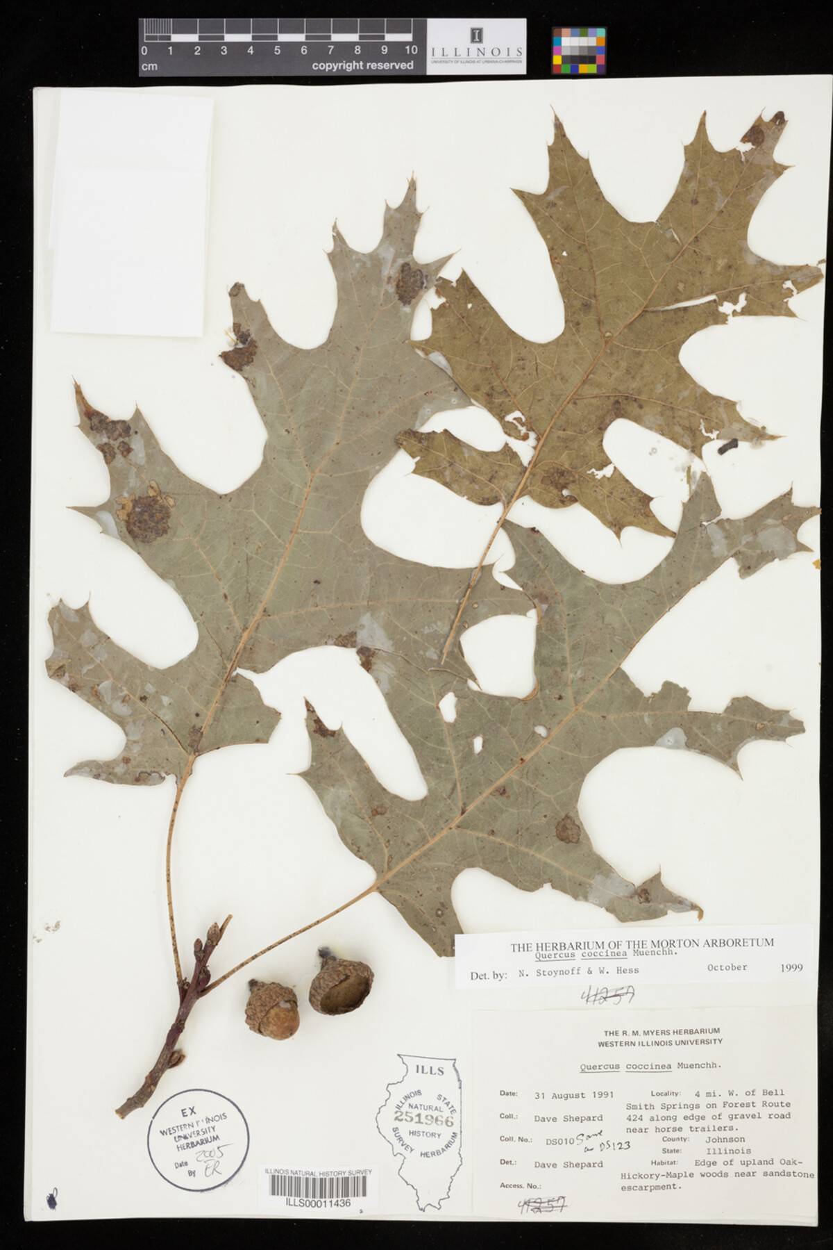 Quercus coccinea image