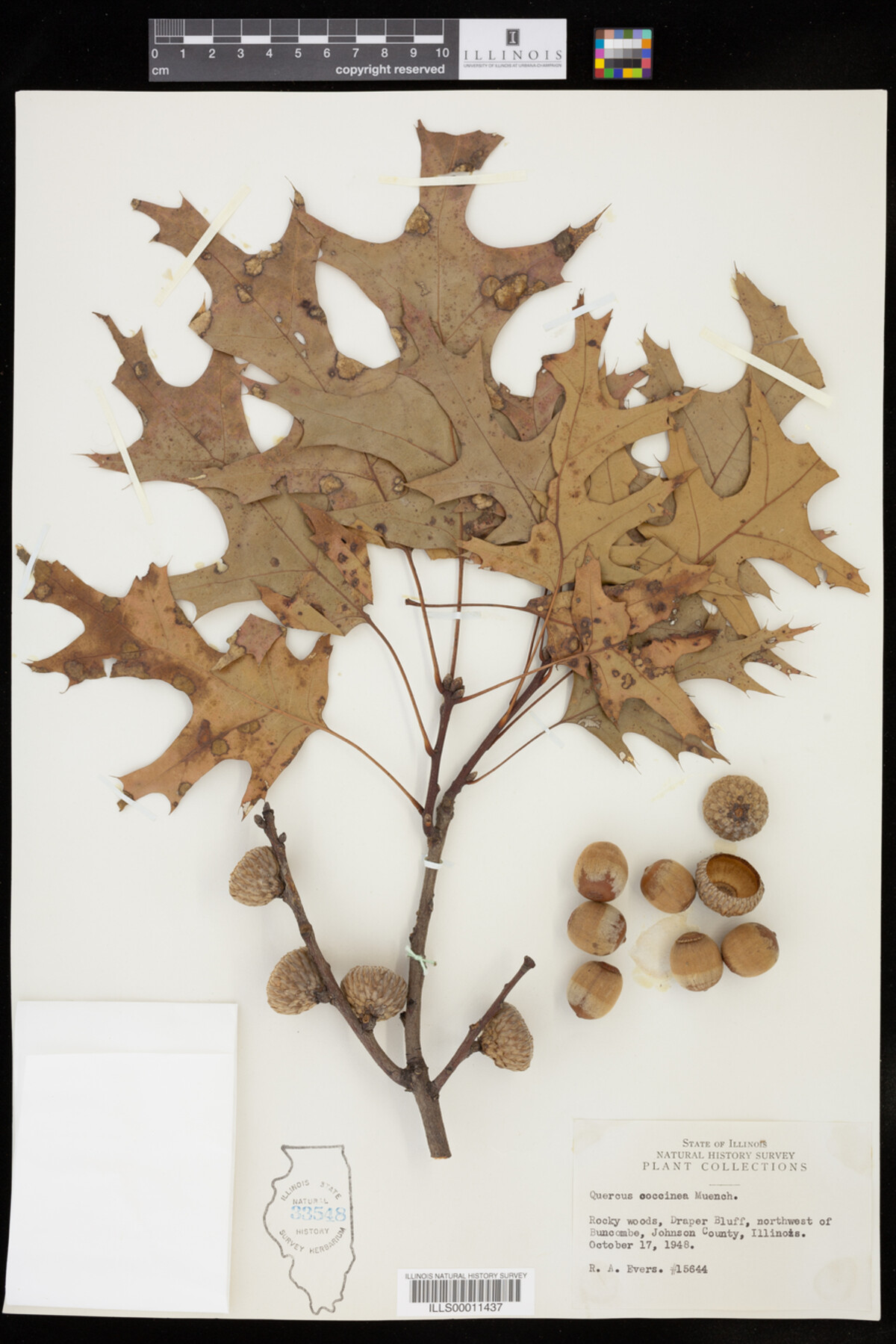 Quercus coccinea image