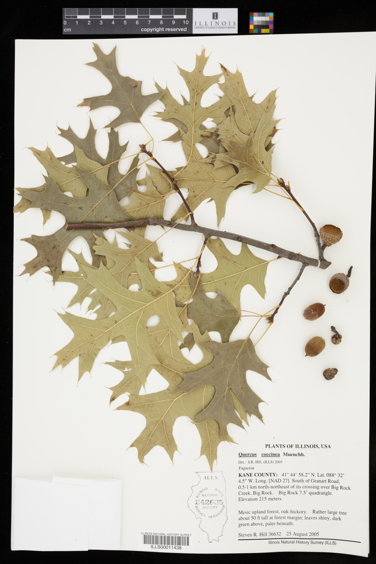 Quercus coccinea image