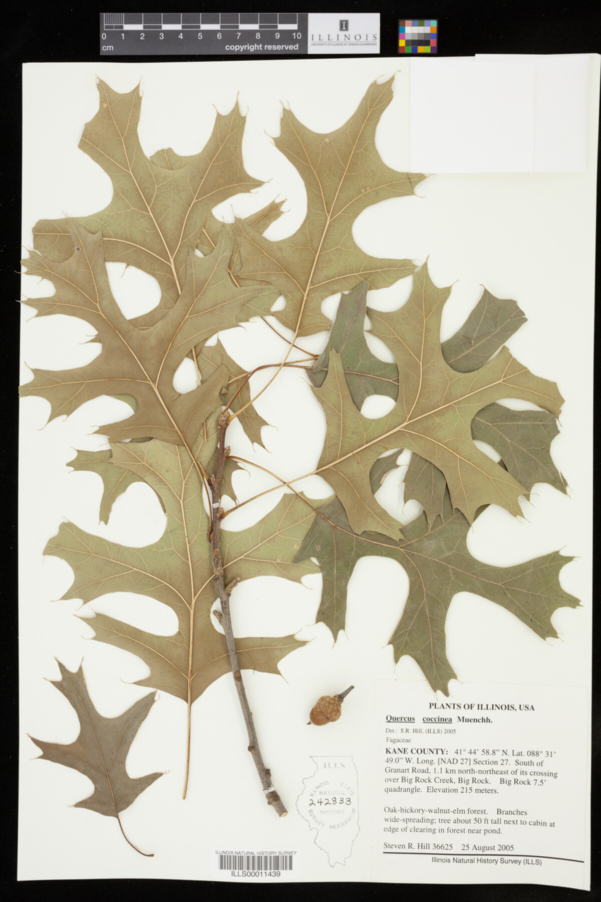 Quercus coccinea image