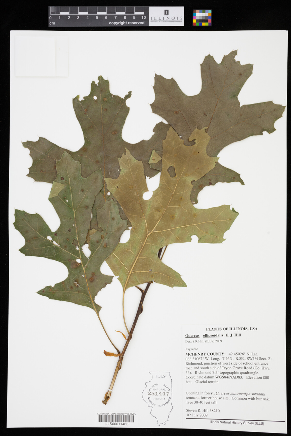 Quercus ellipsoidalis image
