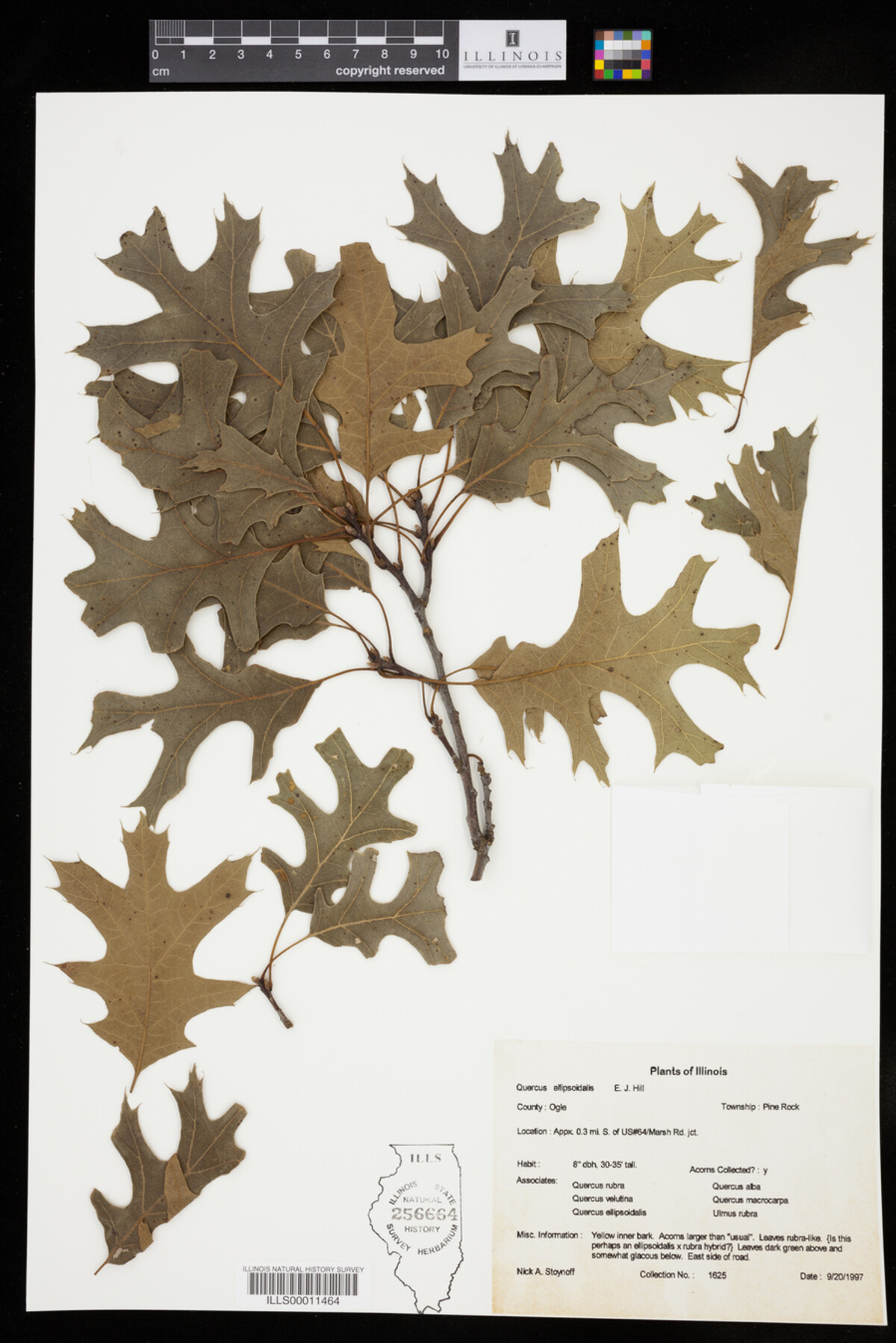 Quercus ellipsoidalis image