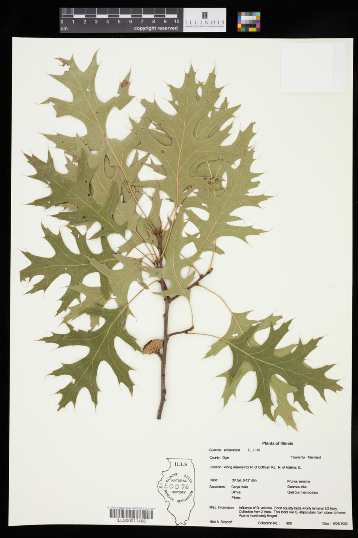 Quercus ellipsoidalis image