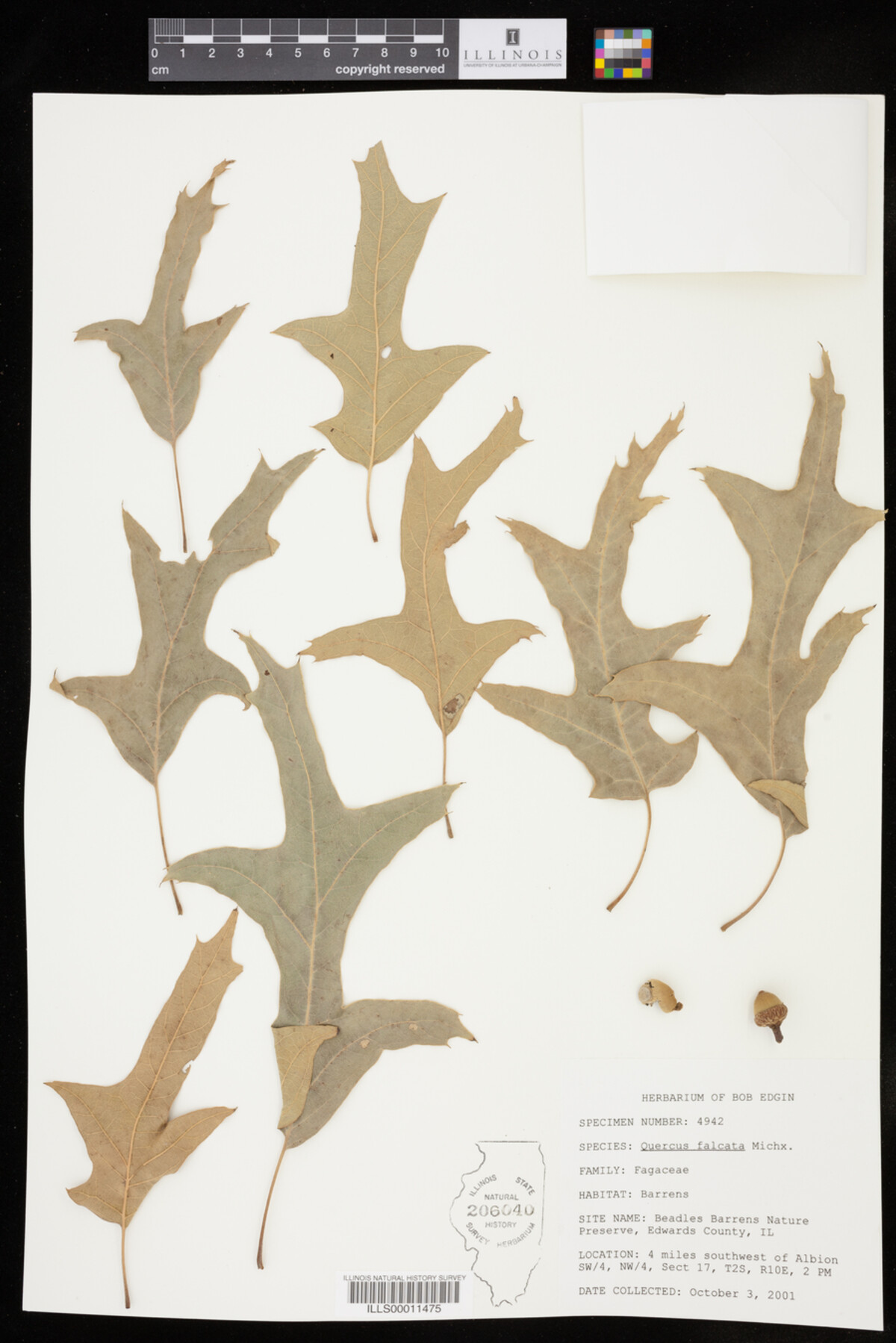 Quercus falcata image