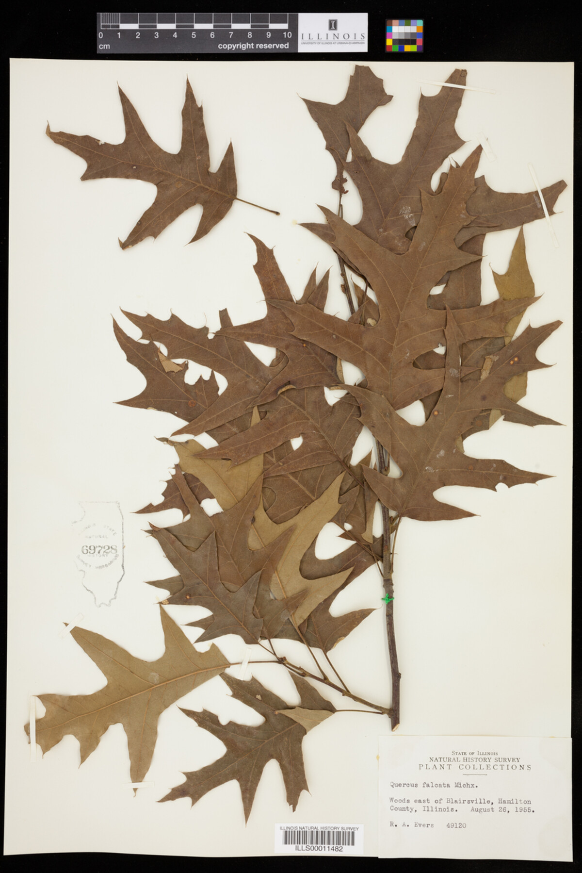 Quercus falcata image