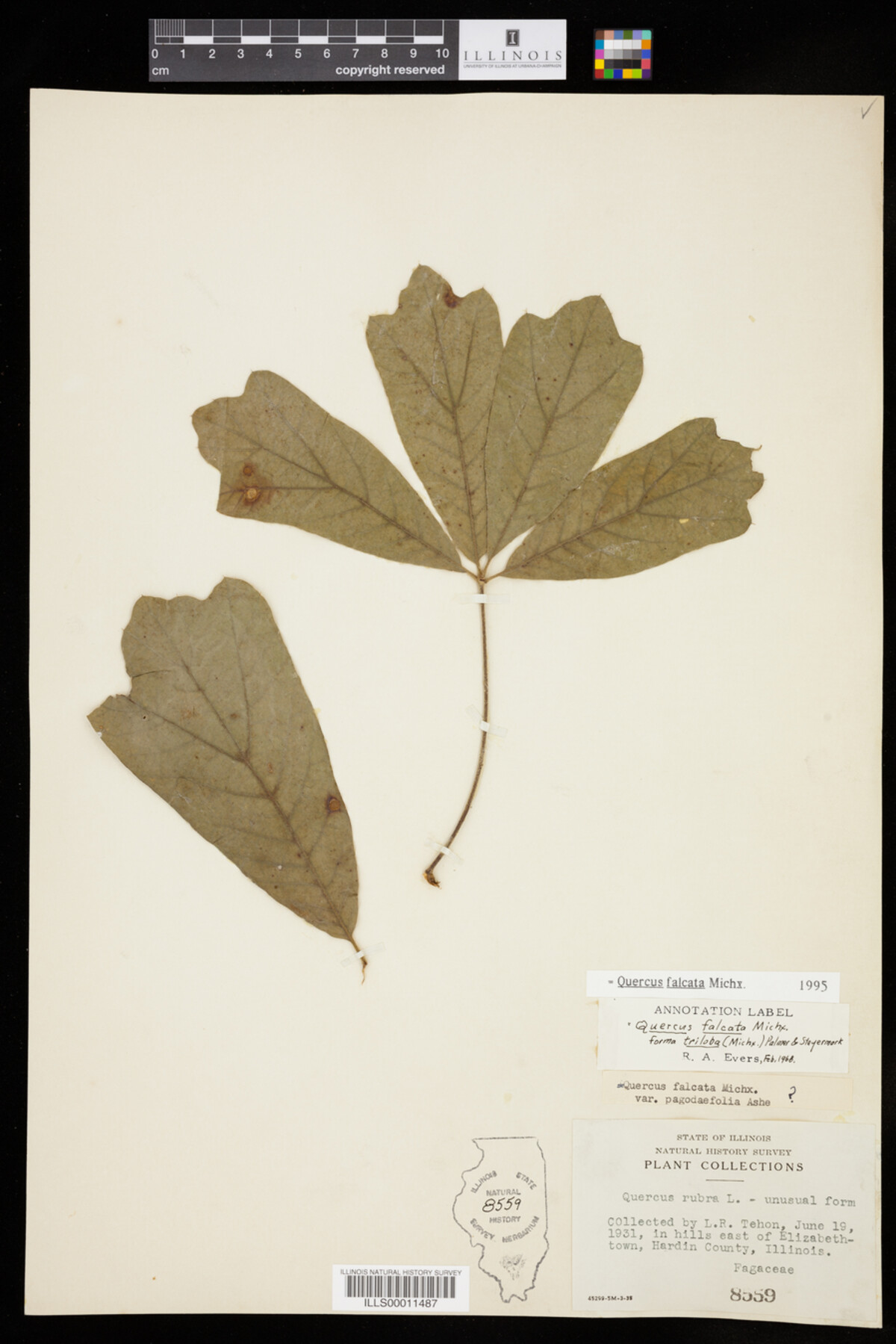 Quercus falcata image
