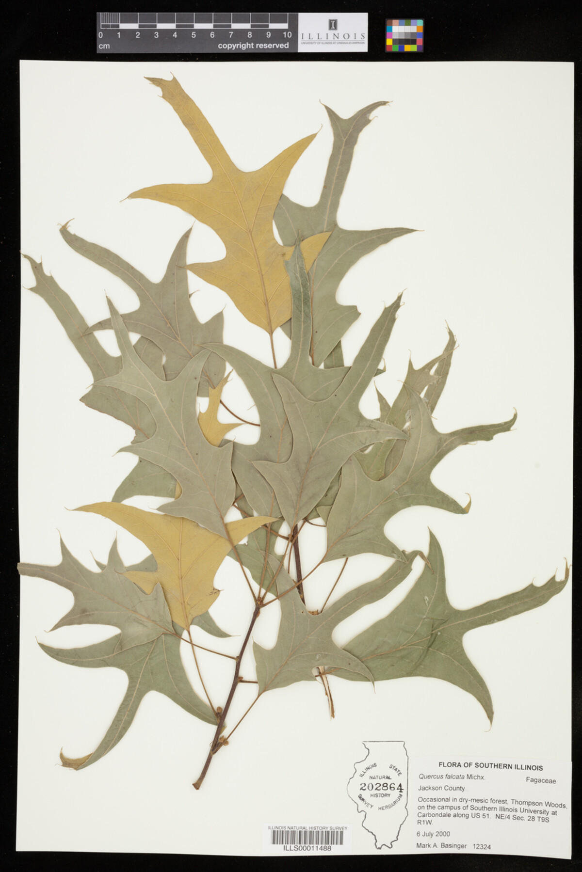 Quercus falcata image