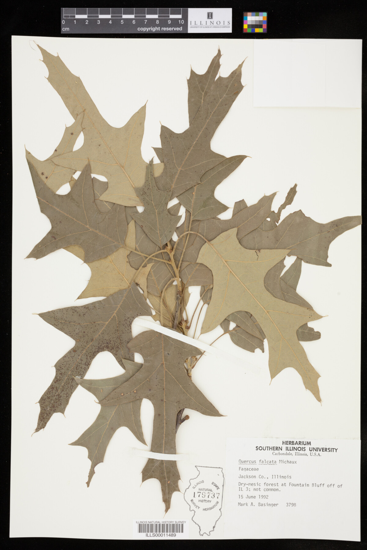 Quercus falcata image