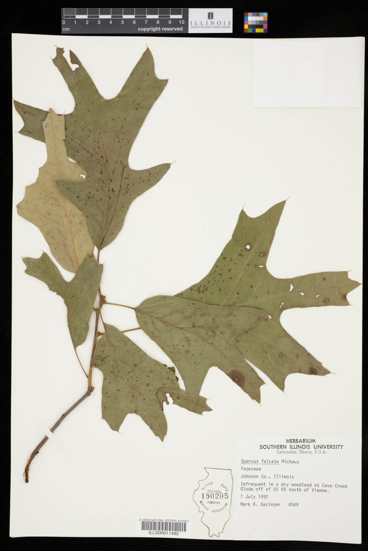 Quercus falcata image