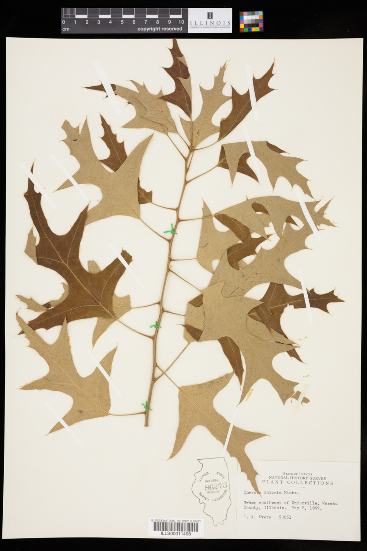 Quercus falcata image