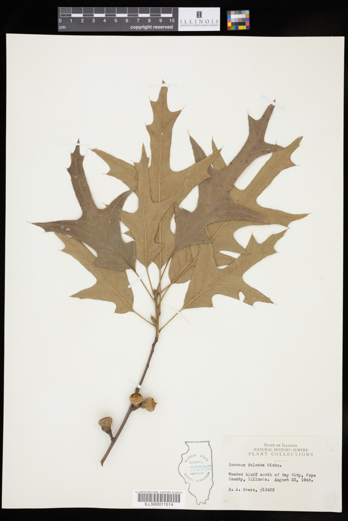 Quercus falcata image