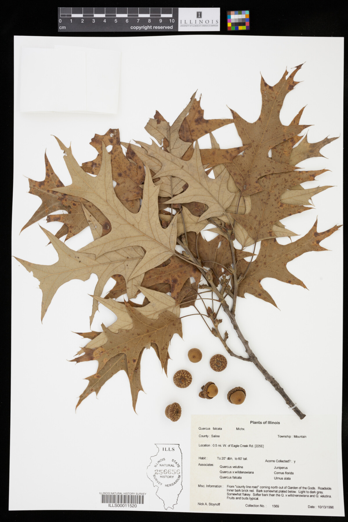 Quercus falcata image