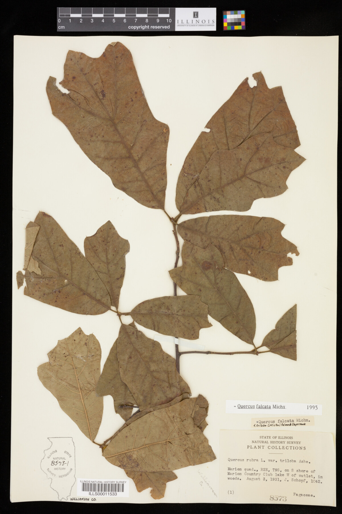 Quercus falcata image
