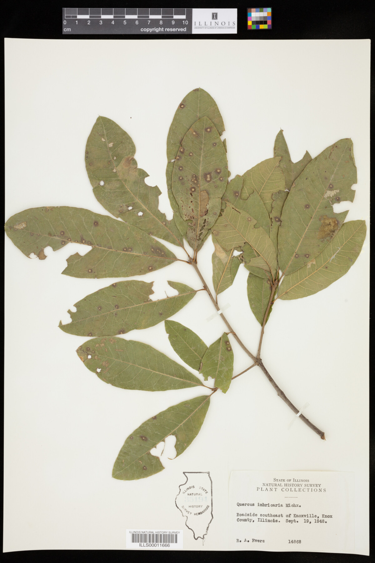 Quercus imbricaria image
