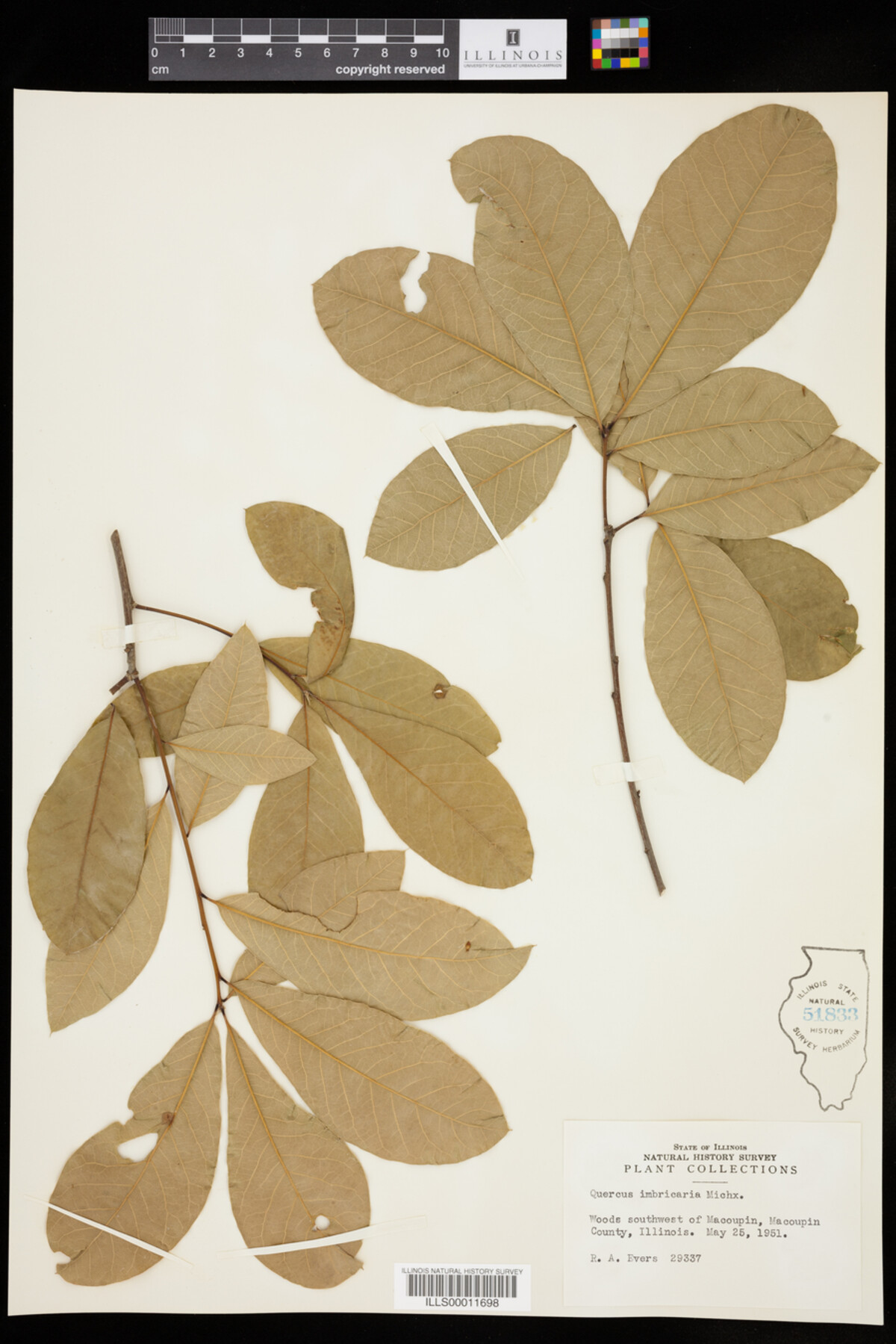 Quercus imbricaria image